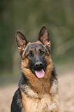 BERGER ALLEMAND 1033